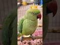 Parrot Talking Video #shortvideo #ytshorts #shorts #aayrashivay