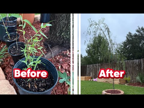HOW TO GROW YOUR WILLOW TREES 2X FASTER!!! (NO BS Tips) 🤯 
