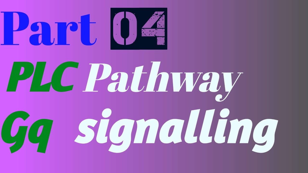 Gq pathway PLC -k pathway