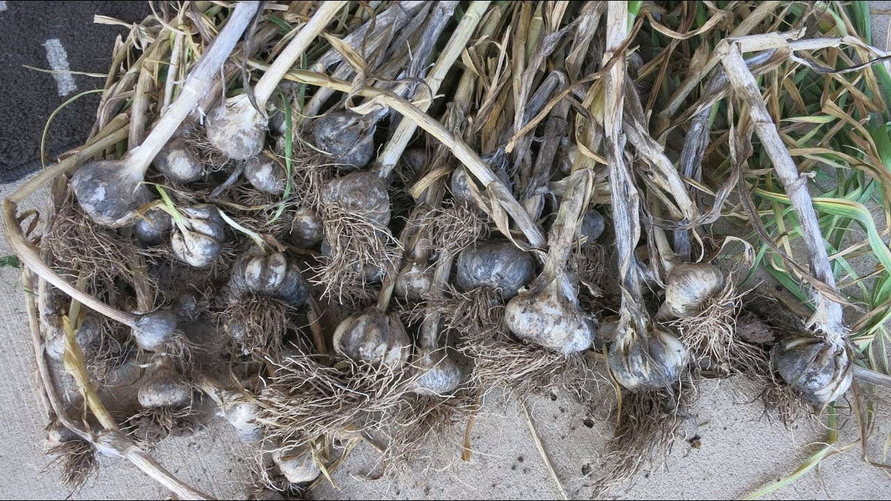 how to plant garlic 2017, YouTube