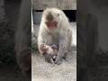 じっとしときなさい！オスさんに叱られてびっくりするニホンザルの赤ちゃん #snowmonkey #地獄谷 #snowmonkey #ニホンザル
