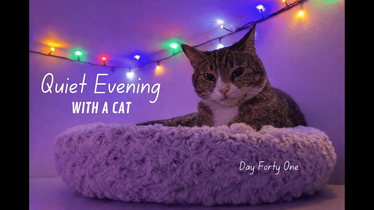 Quiet Evening With a Cat — Day 41 | Cozy, Calm & Relaxing