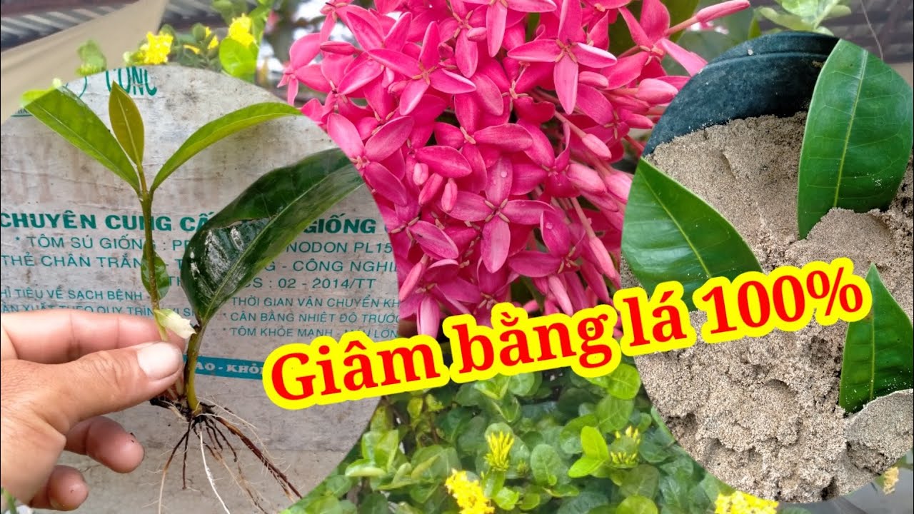 Nhân giống mẫu đơn Mỹ Hồng bằng lá - TMT - youtube
