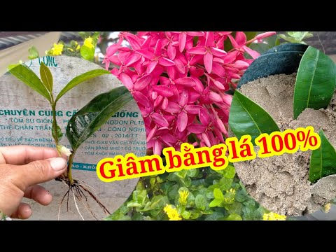Video Nhân giống mẫu đơn Mỹ Hồng bằng lá - TMT - youtube