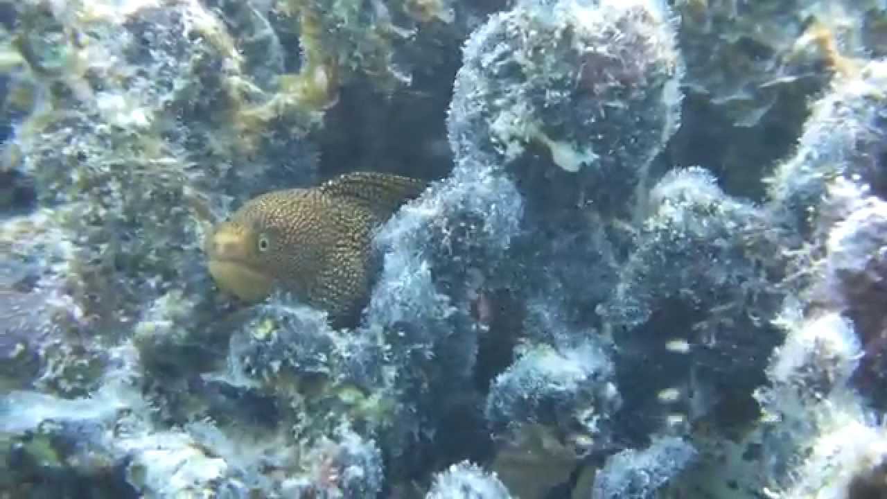 A shy moray eel in the warm water of Mexico