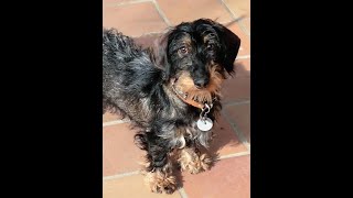 Le Pied Avec Un Teckel