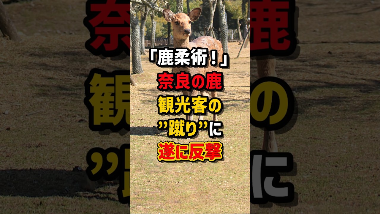 ｢鹿柔術！｣奈良の鹿が観光客の“蹴り”についに反撃　#海外の反応