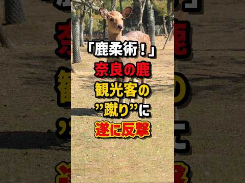 ｢鹿柔術！｣奈良の鹿が観光客の“蹴り”についに反撃　#海外の反応