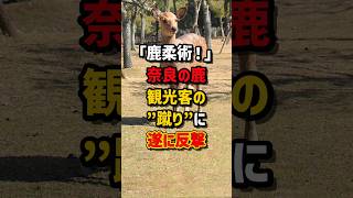 「鹿柔術!」奈良の鹿が観光客の“蹴り”についに反撃 #海外の反応