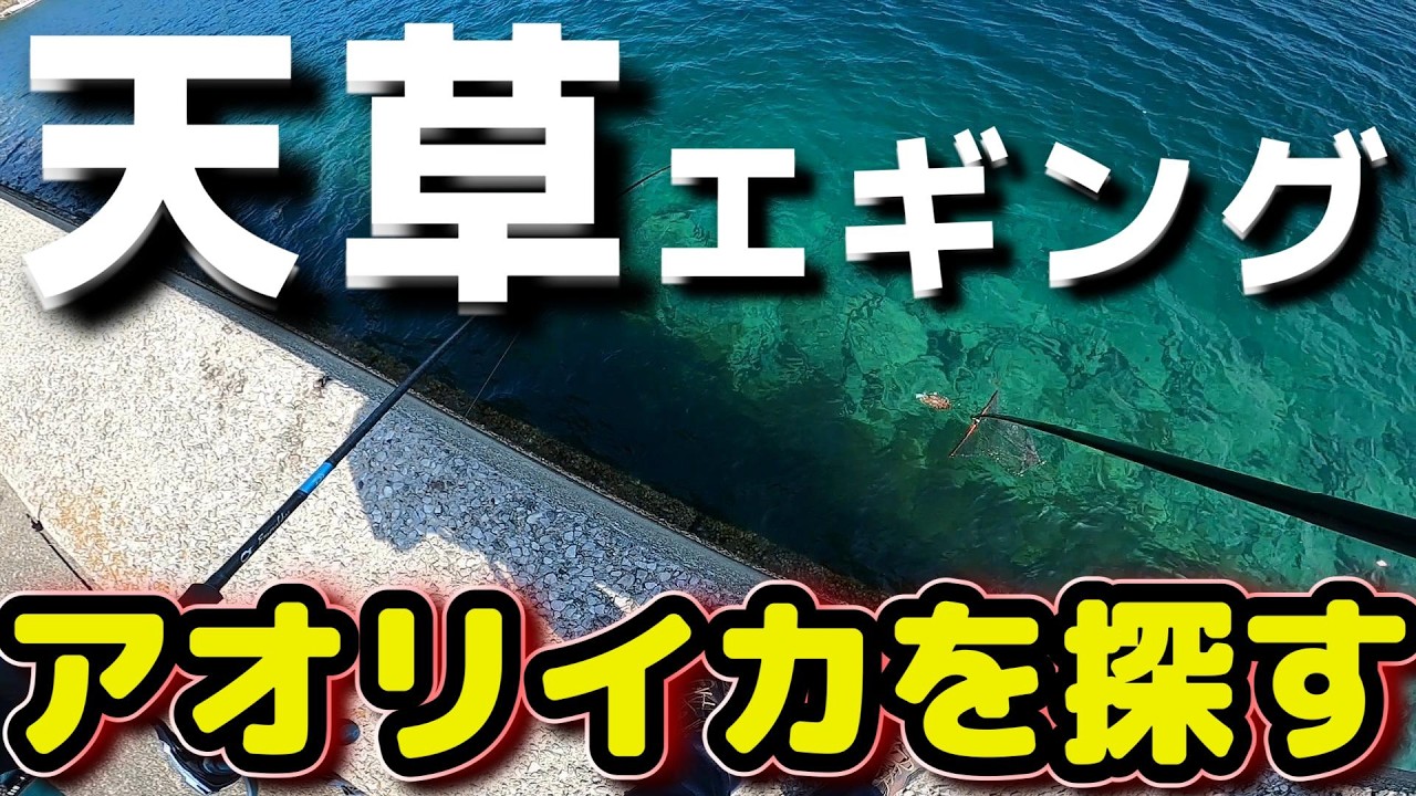 強風の天草でアオリイカを探してエギングしてみた!!