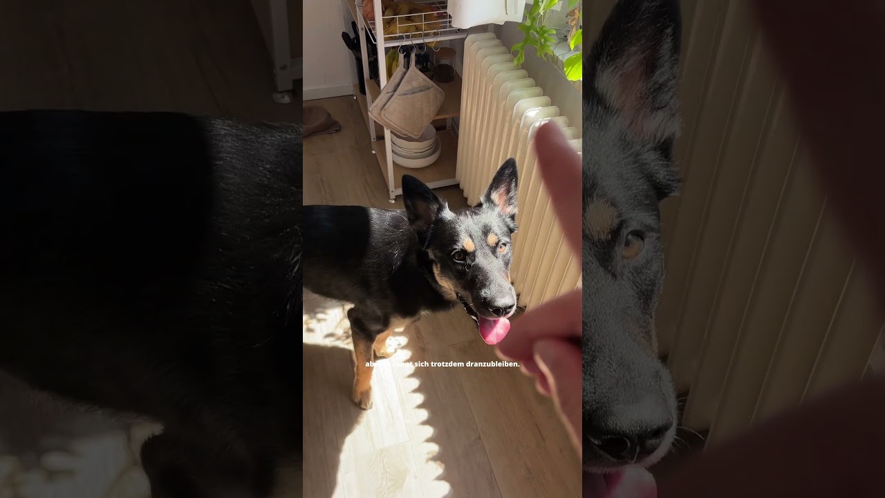 Hund machst nichts ohne Schleckies ?