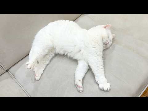 Day 3: My Cats Still Won't Give Me Back the Sofa - YouTube