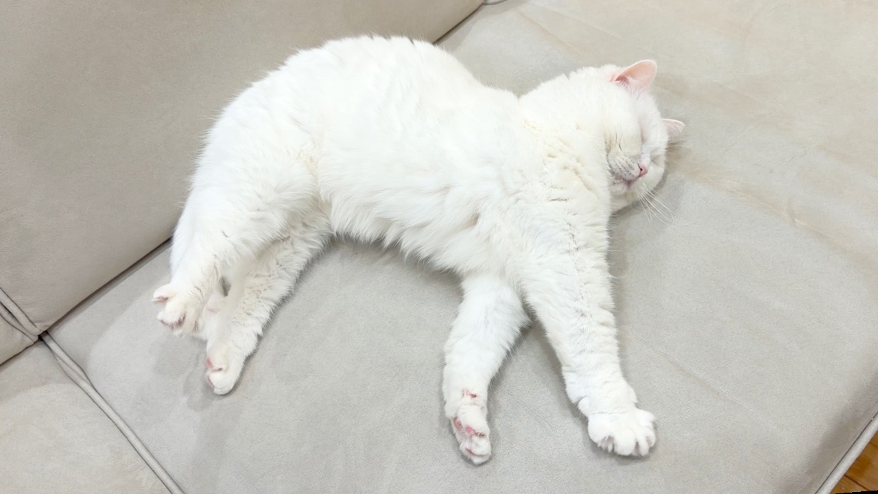 Day 3: My Cats Still Won't Give Me Back the Sofa - YouTube