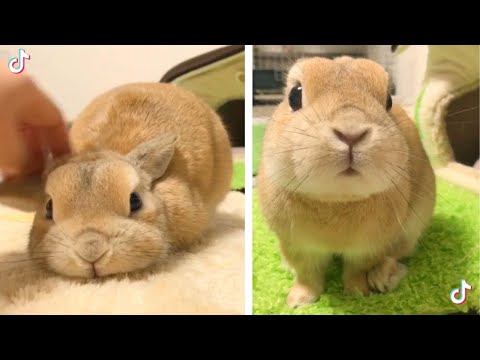 Adorable Bunny Side
