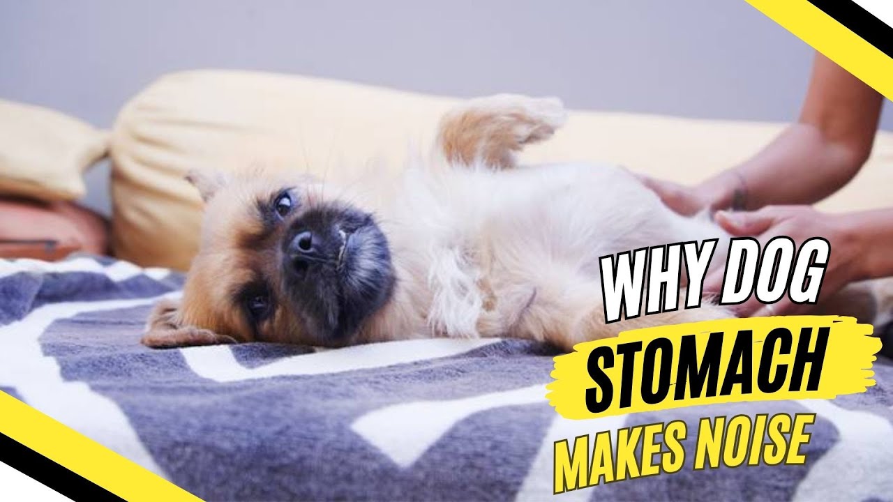 Stunning Why Is My Dog Stomach Making So Much Noise Photo for Mobile Stunning Why Is My Dog Stomach Making So Much Noise Photo for Mobile