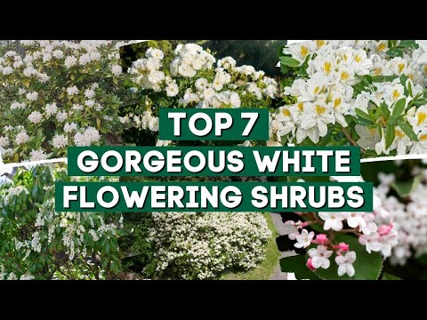 Video: Ornamental shrubs: white lilac