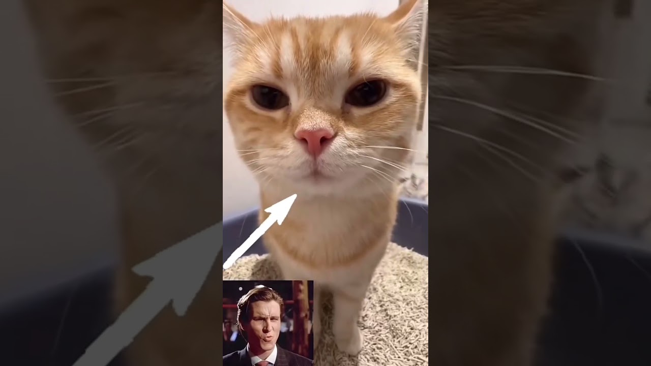 Lil bro thinks he's a sigma 🥀 