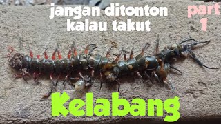 Part 1 | Kelabang ❗ Awas takut jangan nonton | Pakan Kelabang buat Comtank Predator | #predatorfish