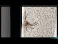 Massive House Spider in Japan #3 (THE RETURN! ONE YEAR LATER!!) [Kiwi In Japan 077]