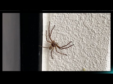 Massive House Spider in Japan #3 (THE RETURN! ONE YEAR LATER
