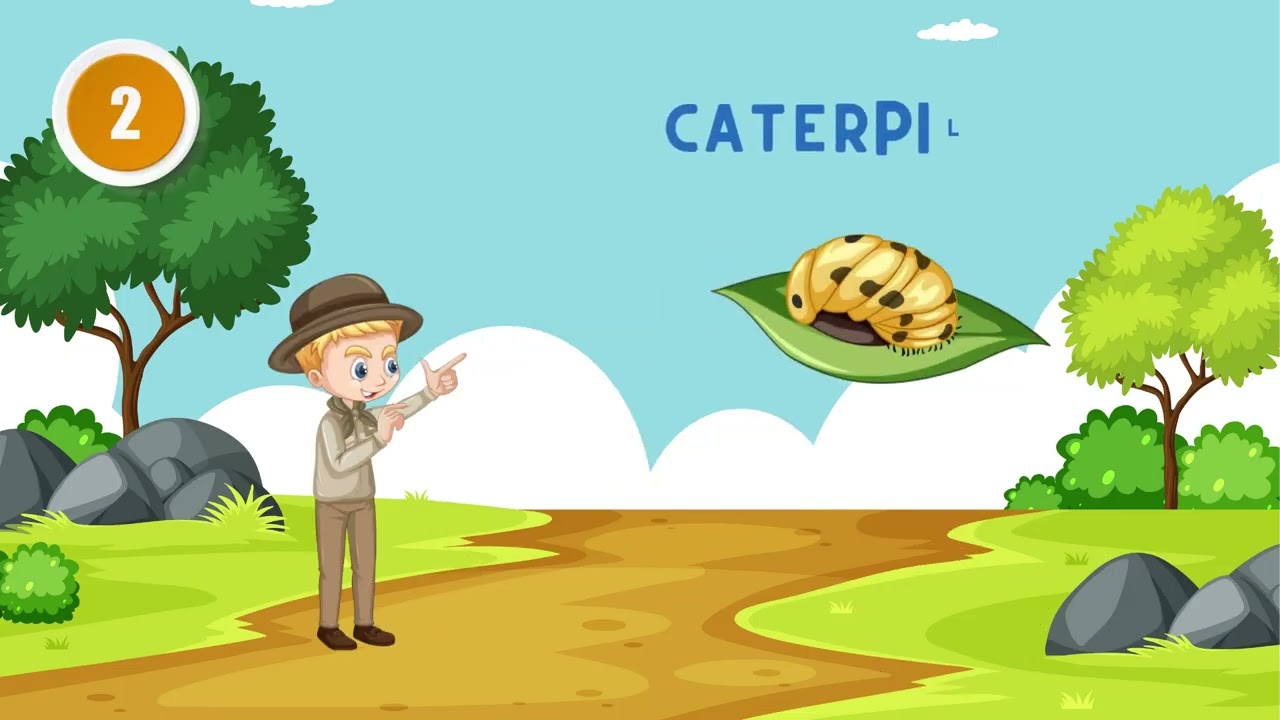 Life cycle of butterfly / Science / My Science Diaries.. 