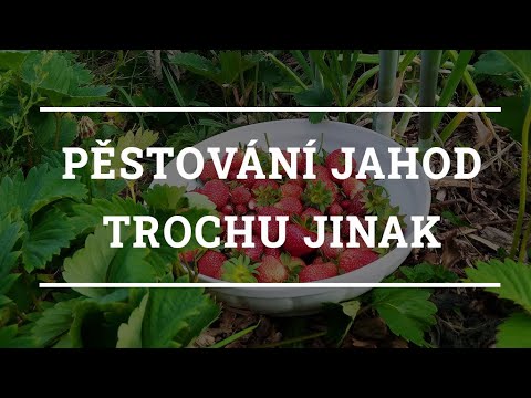 Video: Pěstování Jahod Ve Vertikální Kultuře