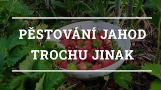 Pěstování Jahod Trochu Jinak