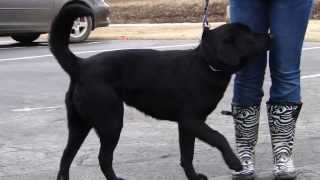 Licorice - Available for Adoption through Lucky Lab Rescue