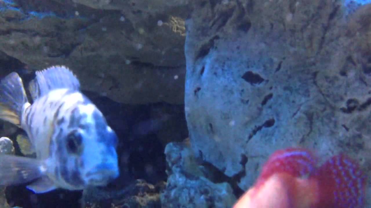 video phone beyonce mp3 Fish Tank