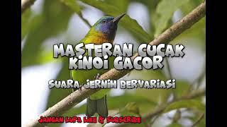 CUCAK KINOI/masteran Kinoi gacor suara jernih bervariasi/Cocok buat guru vokal#kicaumaniaindonesia