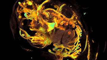 3D animation of a developing mouse embryo