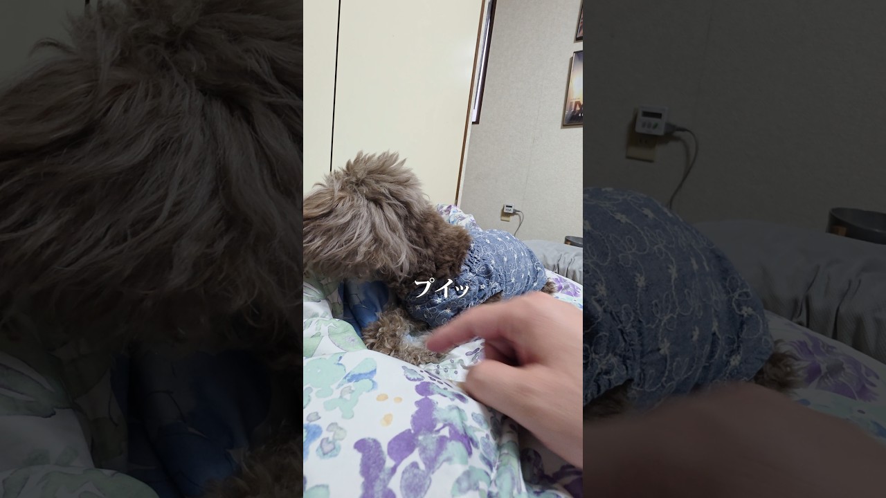 布団から離れない激おこワガママトイプー16歳 #shorts #トイプードル #シニア犬 #toypoodle
