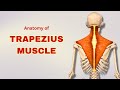 Anatomy | Trapezius Muscle - Extrinsic Back Muscles