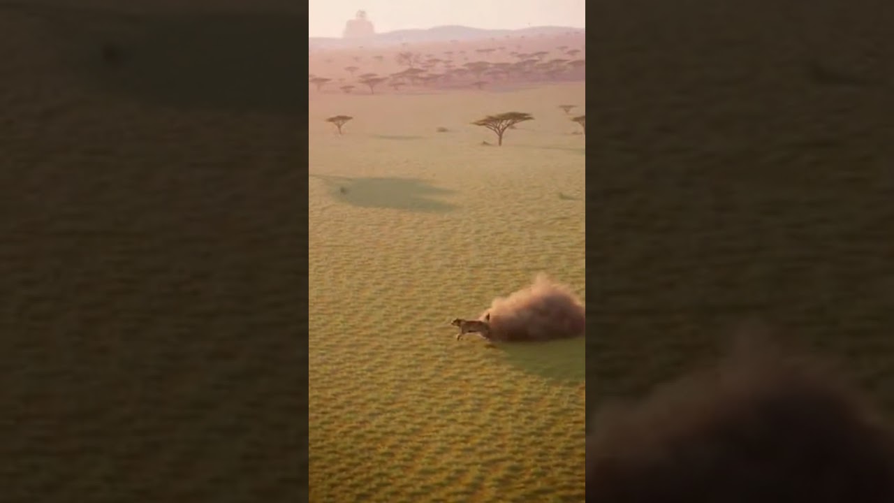 Elephant Launches Tiger Into the Air Epic Wildlife Moment 