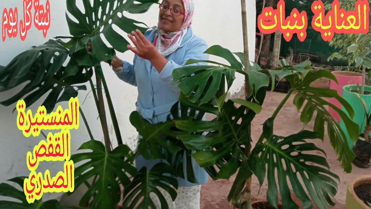 نبتة القفص الصدري العملاقة /المونستيرا/ كيف اعتني بها بطريقة ناجحة تعلمي سيدتي مع منى كل يوم نبتة
