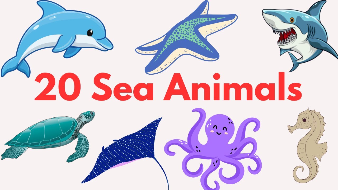 20 Sea Animals in English | Aquatic Animals for kids - Vocabulary for ...