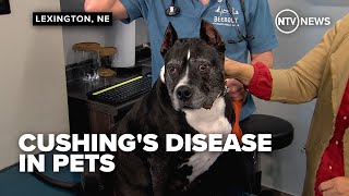 Cushing's Disease in Pets - NTV News