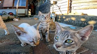 最初は怖がっていたのに何故か執拗に指を舐めるようになった子猫がカワイイ