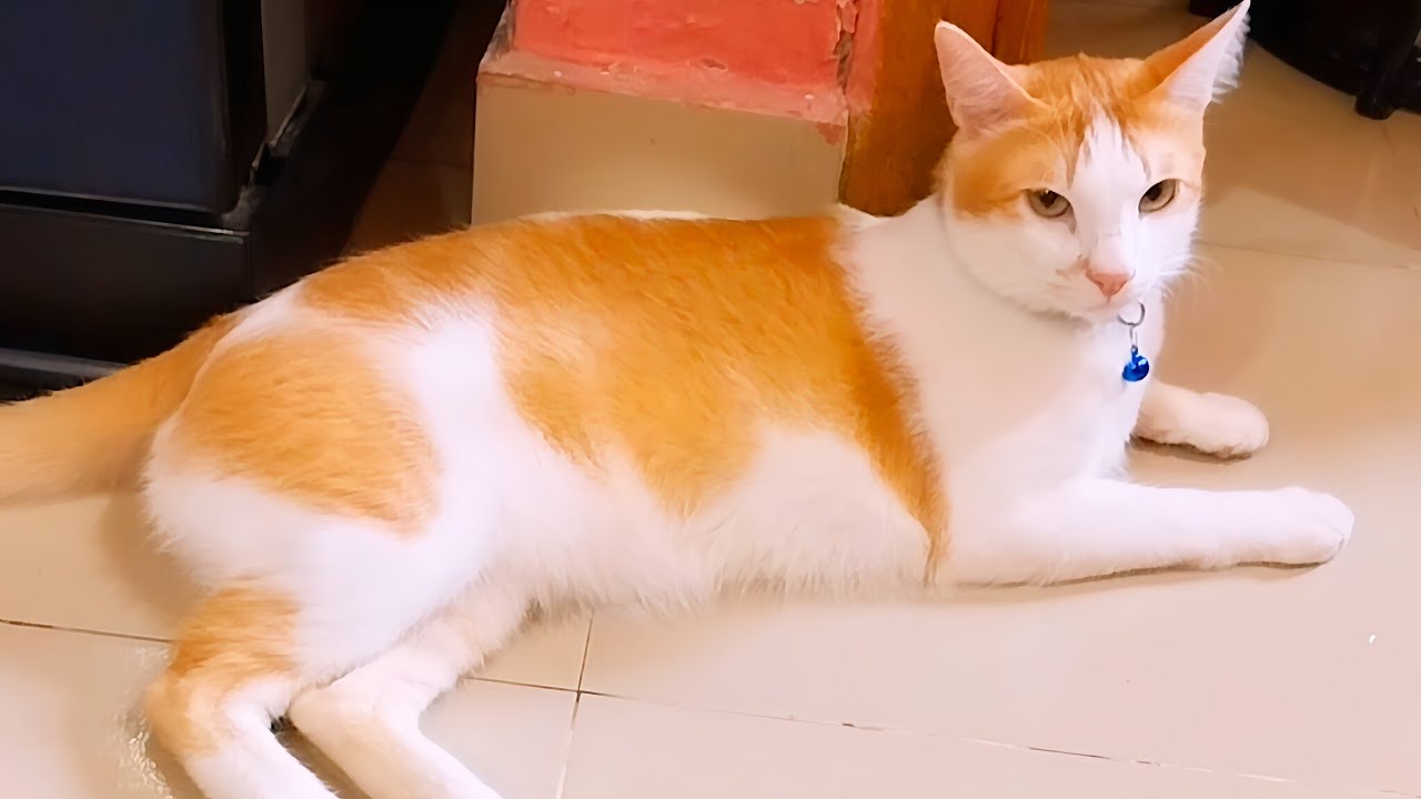 স্বভাব দেখলে মনে হয় মানুষের বাচ্চা 😱