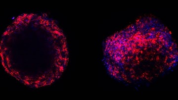 UTS Science in Focus: Mending Broken Hearts with Cells and Bioprinting Technology