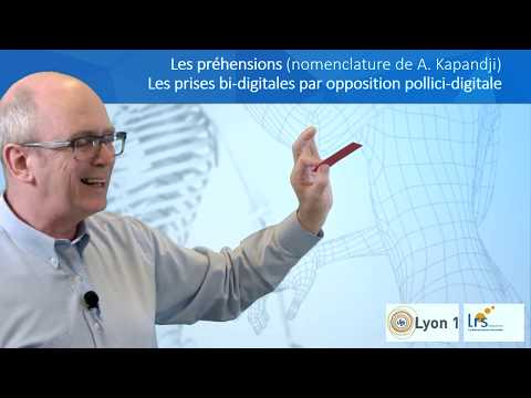 La main. Les préhensions et prises bidigitales