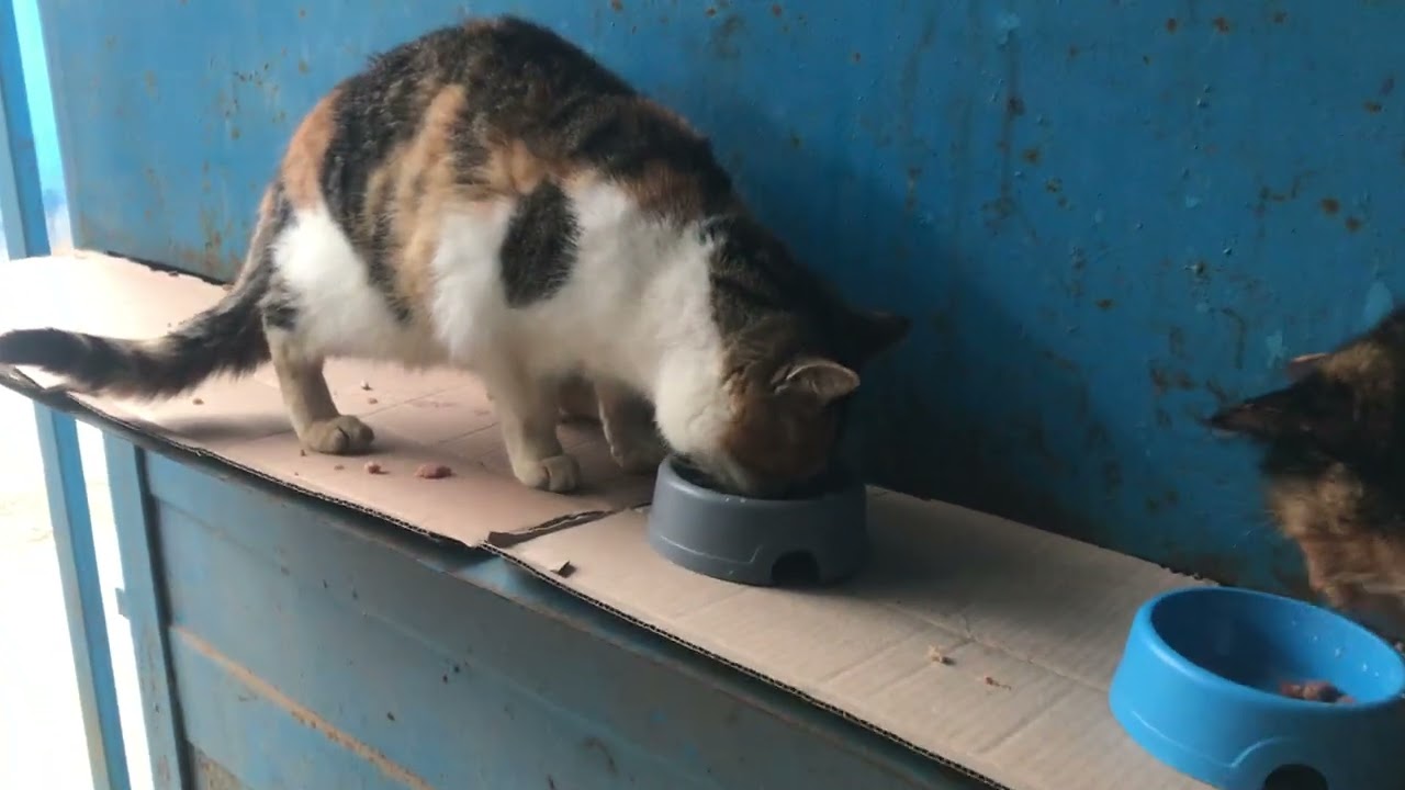 Бездомные кошки вкусно пообедали мясом.
