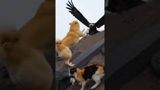 Semua hal memiliki animisme! Shiba Inu yang kotor ini adalah pahlawan sejati. #Cat #Dog