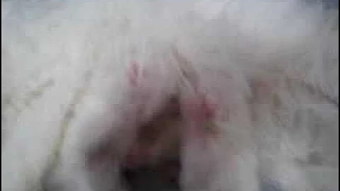 Video 5925841: persian kittens cute fight, baby persian
