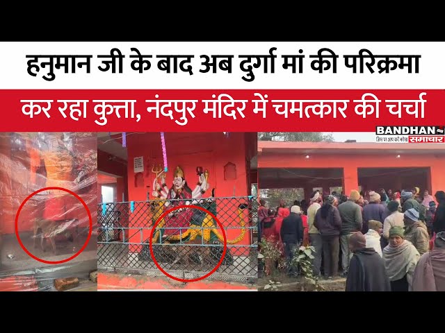 हनुमान जी के बाद अब दुर्गा मां की परिक्रमा कर रहा कुत्ता, नंदपुर मंदिर में चमत्कार की चर्चा