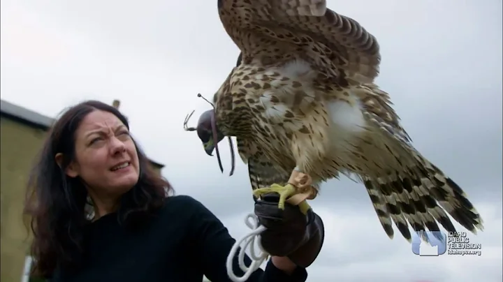 Dialogue: Falconer and Author Helen Macdonald