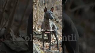 The 3000yearold Spirit Dog Of Mexico  shorts xolo doglovers