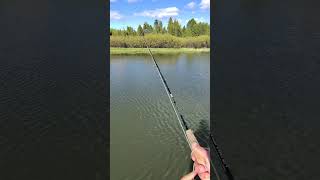 Using micro flies to catch trout for dinner ! #trout #fishing #idaho #roadtrip 🐟🎣￼