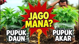 Pupuk Daun Vs Pupuk Akar Mana Yang Bikin Cabe Lebih Cepat Lebat