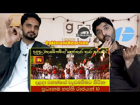 Top 10 Elephant Kings Existing Tooth Relic in Sri Lanka 2022 | Pakistani Reaction